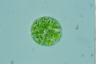 Eremosphaera viridis