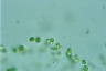 Tetraspora