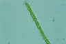 Geminella ellipsoidea