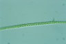 Geminella ellipsoidea
