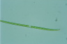 Closterium gracile