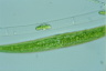 Closterium rostratum