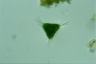 Staurastrum longispinum