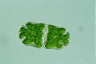Euastrum crassum