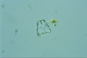 Euastrum gnathophorum