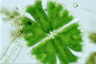 Micrasterias apiculata