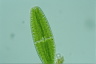 Netrium digitus