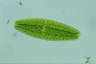 Netrium digitus