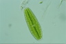 Netrium digitus