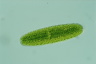 Netrium oblongum