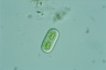 Cylindrocystis