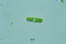 Cylindrocystis