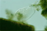 Bryophyllum loxophylliforme