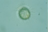 Acanthocystis turfacea