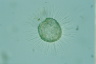 Acanthocystis turfacea