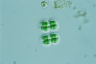 Chroococcus