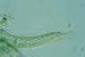 Chaetonotus zelinkai