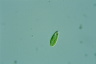 Euglena pisciformis