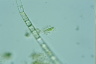 Characiopsis
