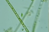 Characiopsis