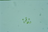 Nephrocytium shilleri