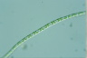 Microspora
