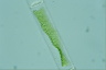 Mougeotiopsis