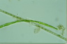 Mougeotiopsis