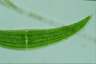 Closterium ehrenbergii