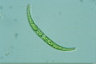 Closterium cynthia