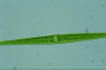 Closterium kuetzingii