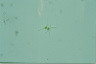 Staurastrum bibrachatum