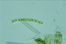 Sphaerozosma granulata