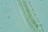 Loxophyllum meleagris