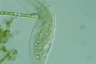 Loxophyllum meleagris