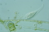 Loxophyllum helus