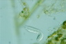 Ichthydium forficula