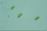 Oocystis