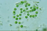 Apiocystis brauniana