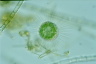 Acanthocystis turfacea