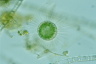 Acanthocystis turfacea