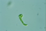 Euglena mutabilis