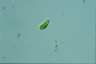 Euglena pisciformis