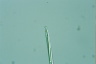Cyclidiopsis