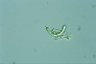Ophiocytium bicuspidatum
