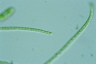 Klebsormidium