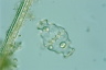 Euastrum ampullaceum