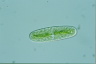 Netrium oblongum