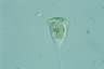 Vorticella nebulifera