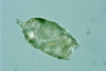 Difflugia elegans